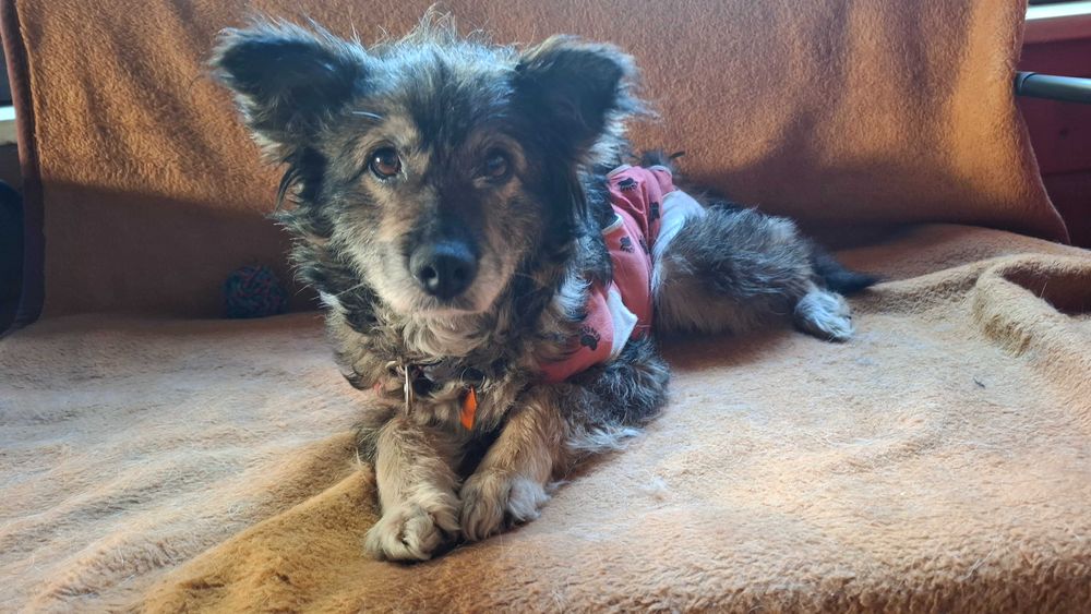 Józia do adopcji