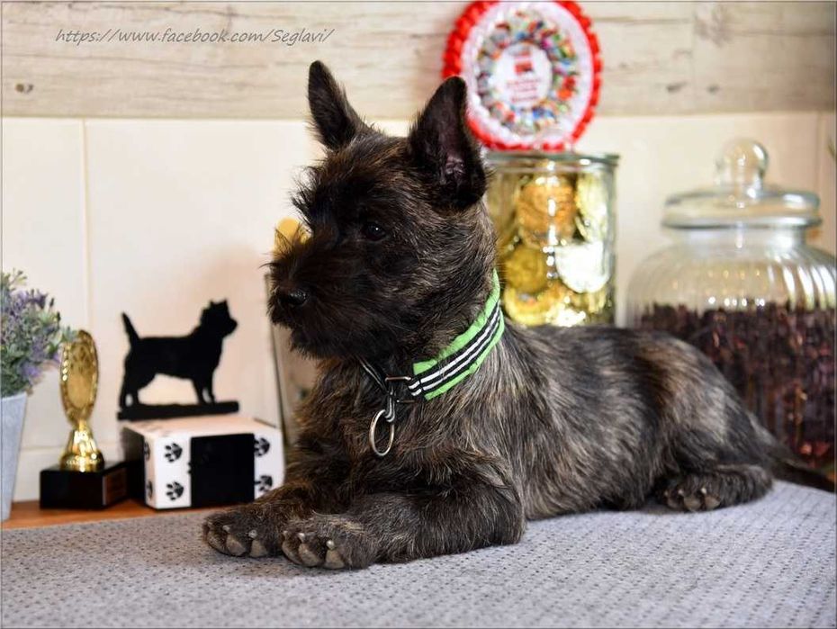 Cairn Terrier - rodowodowy (ZKwP/FCI) piesek po Championach