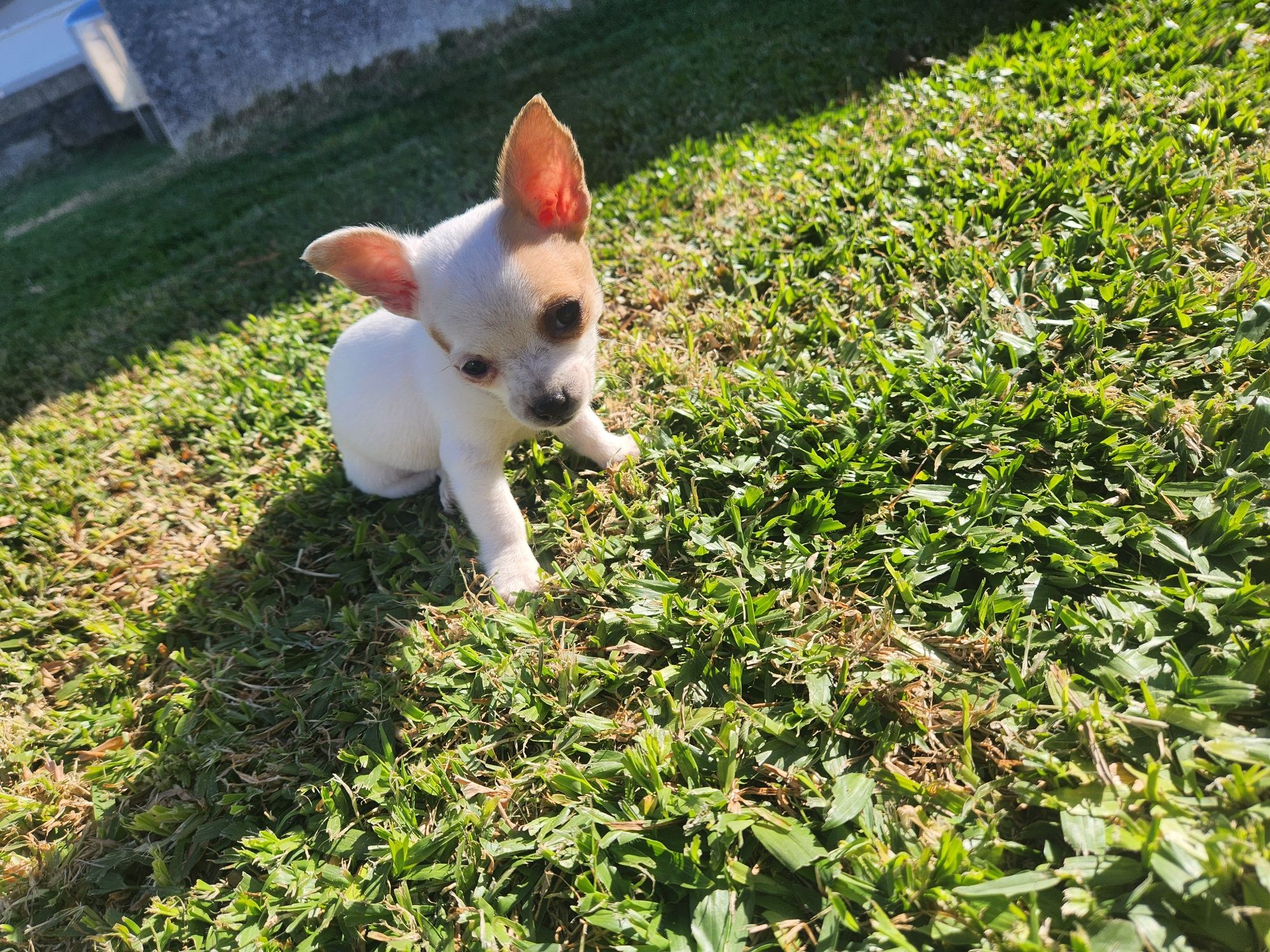 Chihuahua mini menino