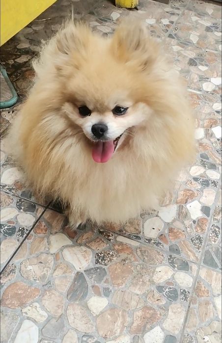 Девочка померанский той шпиц 6 месяцев.