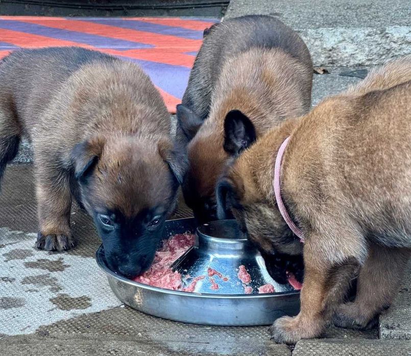 Щенята бельгійської вівчарки Малінуа! Вірний друг і захисник