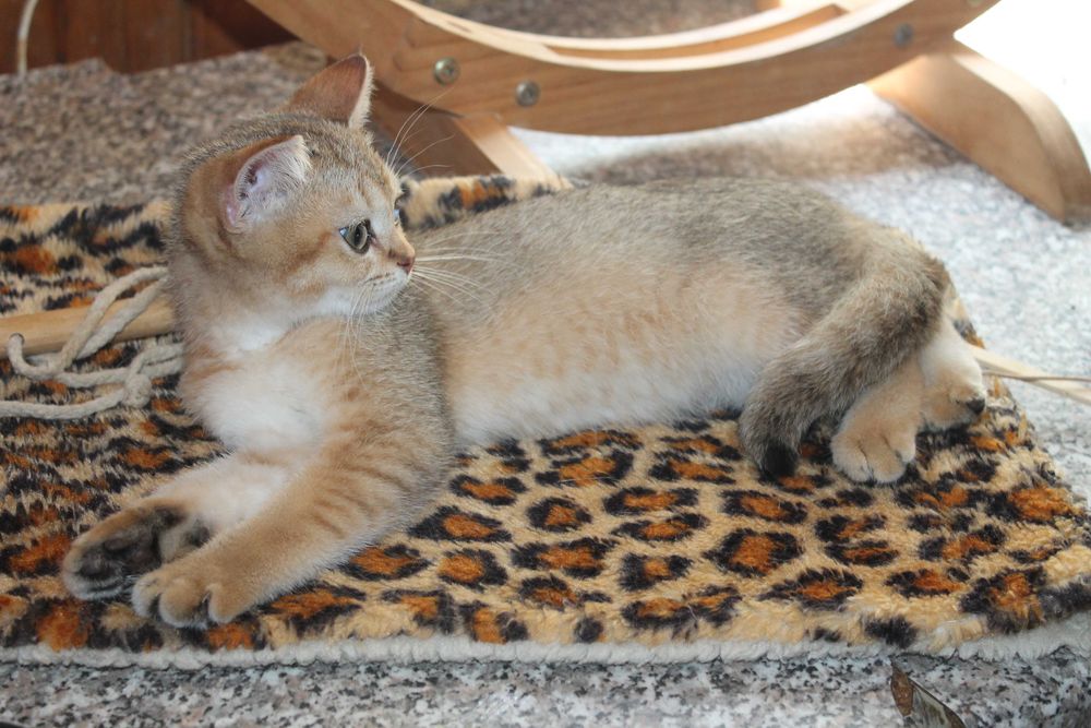 Золота шиншилла хлопчик з вет.паспортом