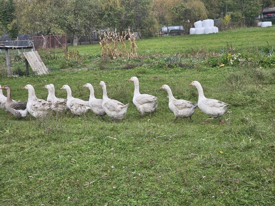 Gesi drób kury gąski
