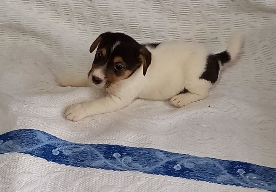 Jack Russell terrier pelo curto macho