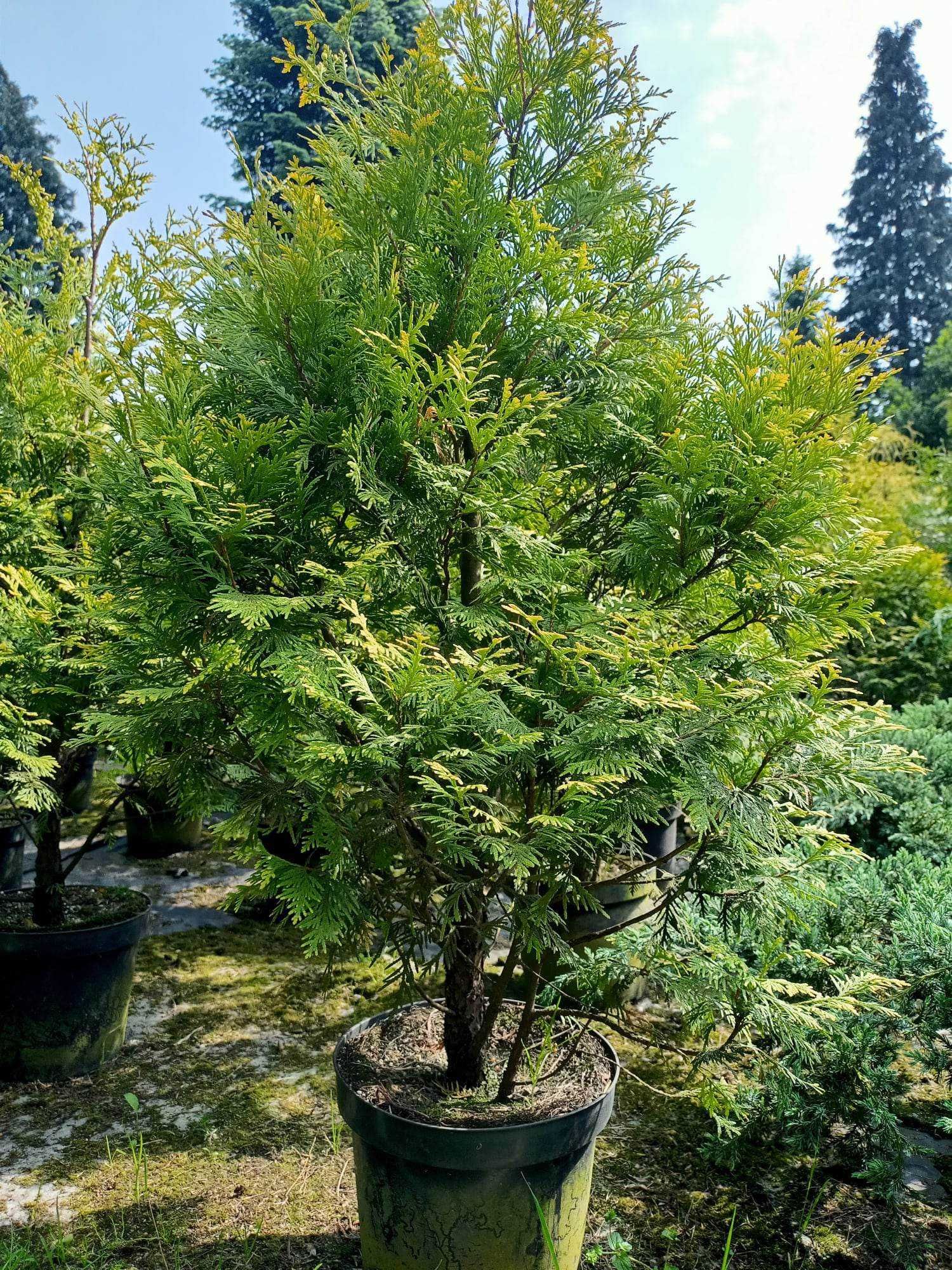 Stricta drzewko ozdobne ukorzenione 100cm 1m do ogrodu rośliny drzewka