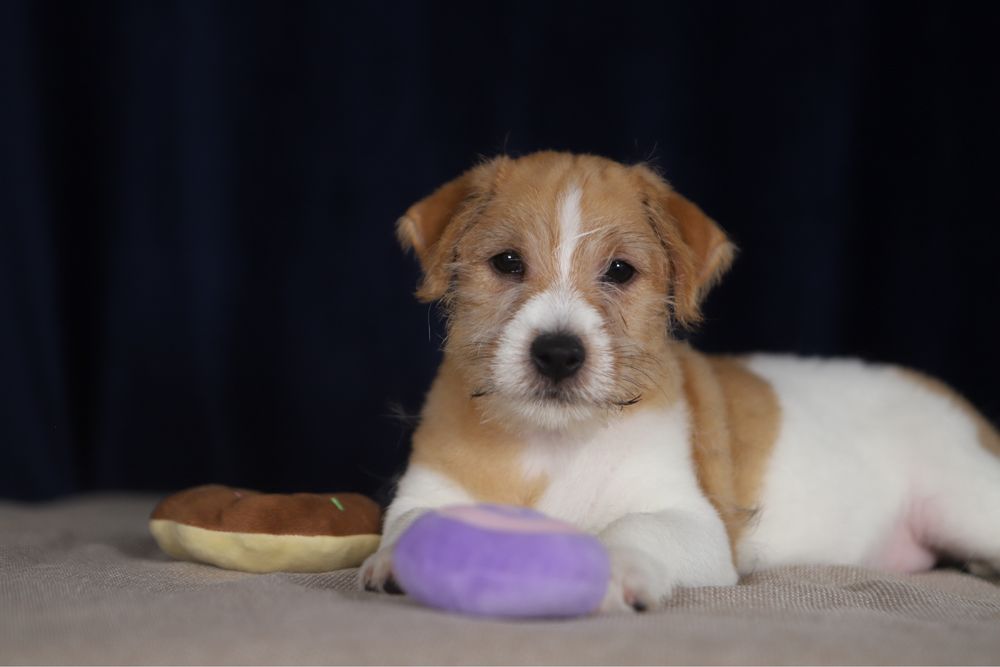 Piesek Jack Russell terrier ZKWP/FCI szorstkowlosy
