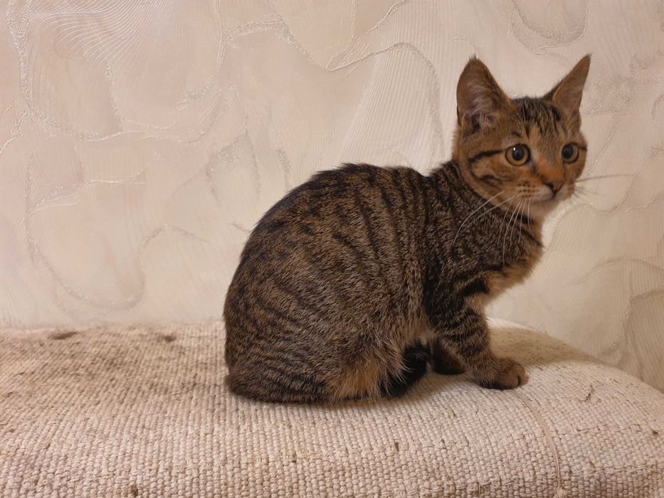 Отдам котёнка 5-6 месяцев