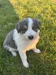 Suczka border collie Pianka szczeniak