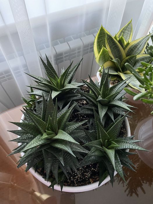 Haworthia limifolia, хавортія ліміфолія, сукулент