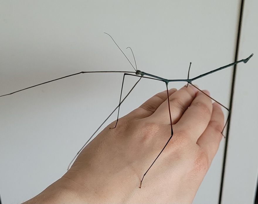 Ramulus nematodes 'Blue’ patyczak niebieski