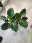 Filodendron Birkin