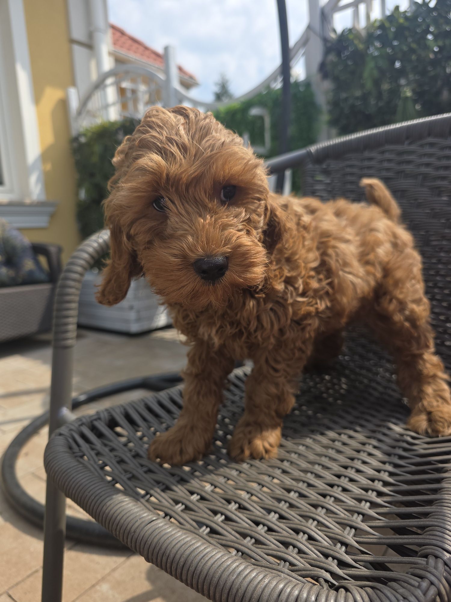 Cockapoo samczyk cocker spaniel I pudel