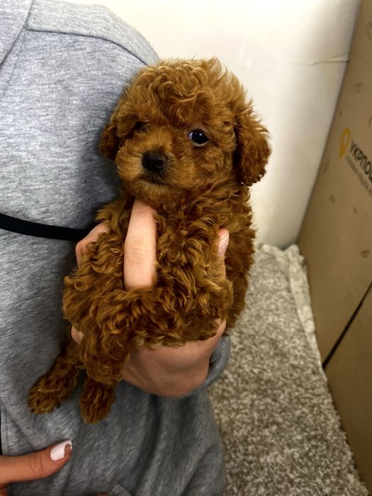 Мальтипу мини ред браун Китай