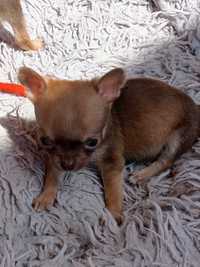 Chihuahua czekoladowa sunia XXXS
