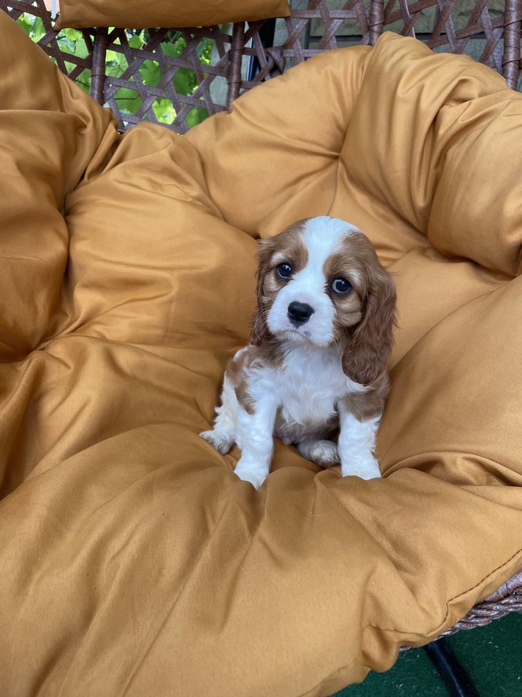 Cavalier King Charles Spaniel Piesek