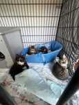 Do pilnej adopcji stado kociaków