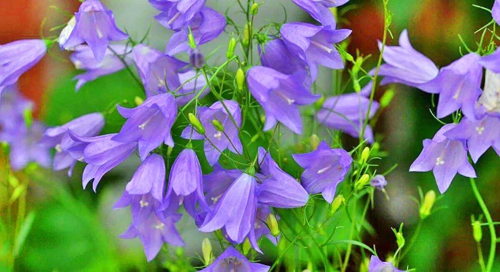 Продам квіти - дзвіночки