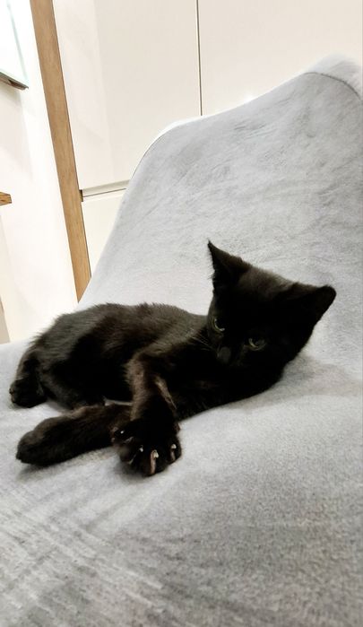 Arinka słodka czarnulka