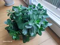 Kalanchoe blossfeldiana sadzonki ok. 10 szt