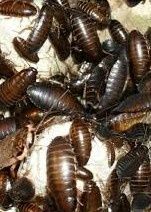 Мраморный таракан