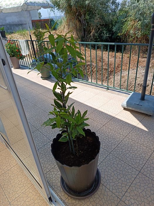 Vendo esta Planta que é um loureiro