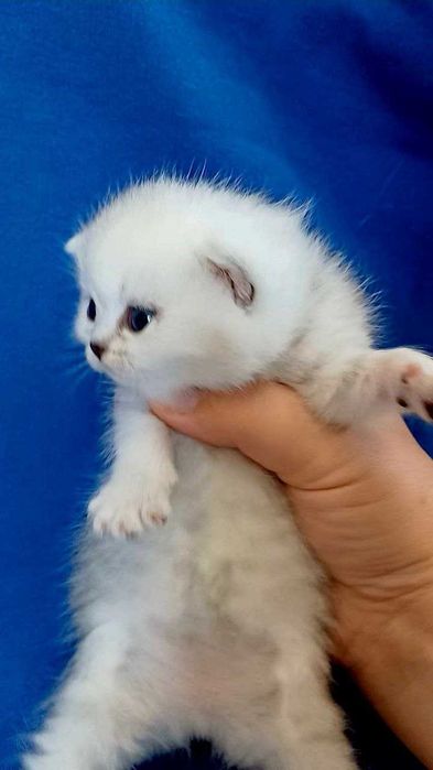 Яскраві шскотландські кошенята