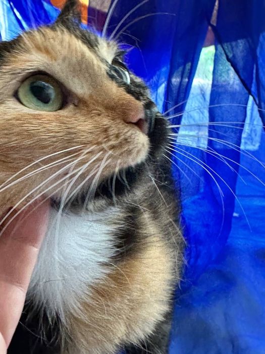 Кошку выбросили на море