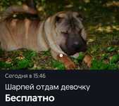 Шарпей отдам бесплатно