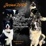 Zapowiedz miotu border Collie