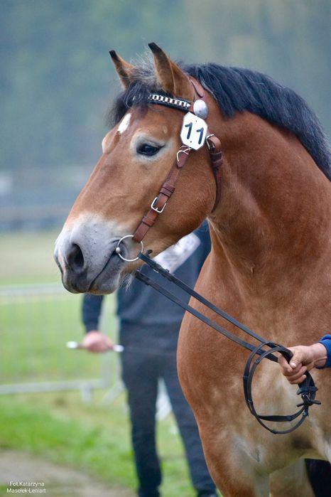 Sprzedam młodego ogiera