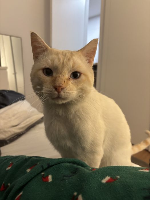 Gatinho para adoção