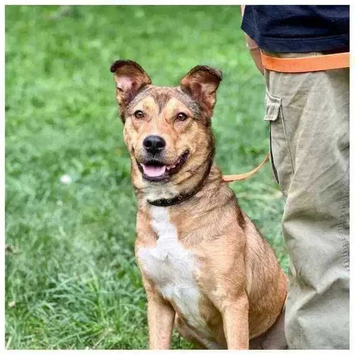 Ищет дом! Красивый пес, контактный, активный