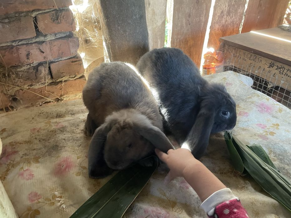 Кролі різних порід і віку