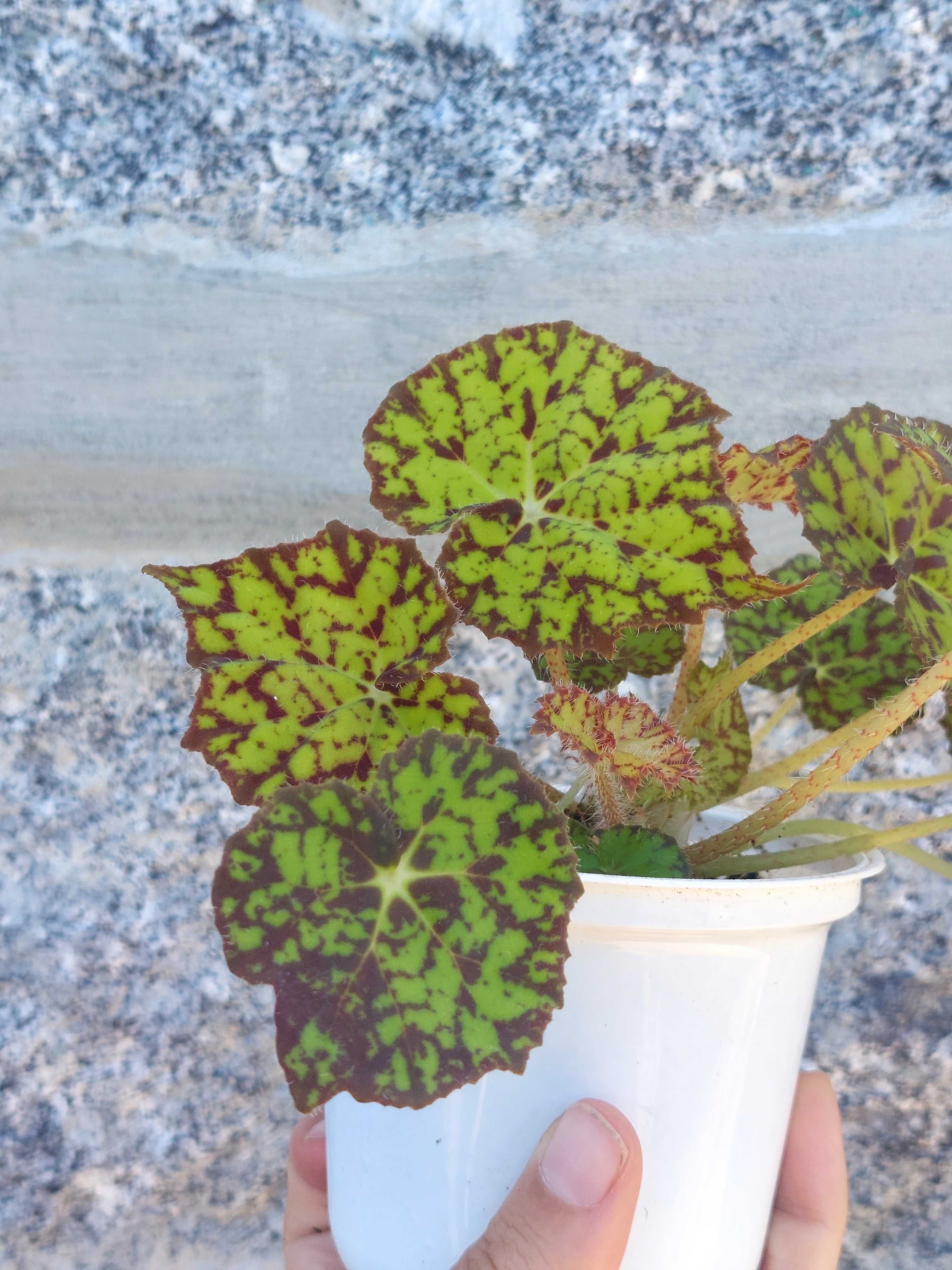 Planta Begonia Beleaf