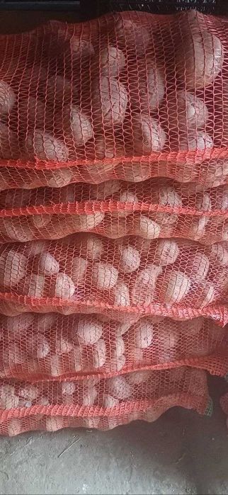 Продам картоплю 10 грн.