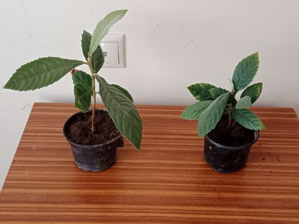 Nespereiras jovens em vaso – prontas para plantar