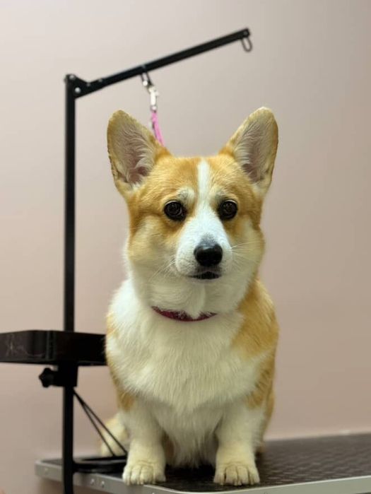 Дівчинка коргі шукає родину