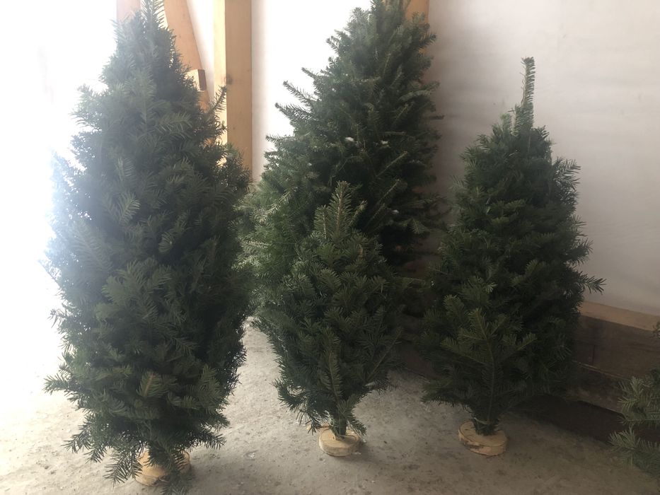 Ялинки збірні,вязані,плетені з живої хвої,новорічні ялинки ,бронюємо.