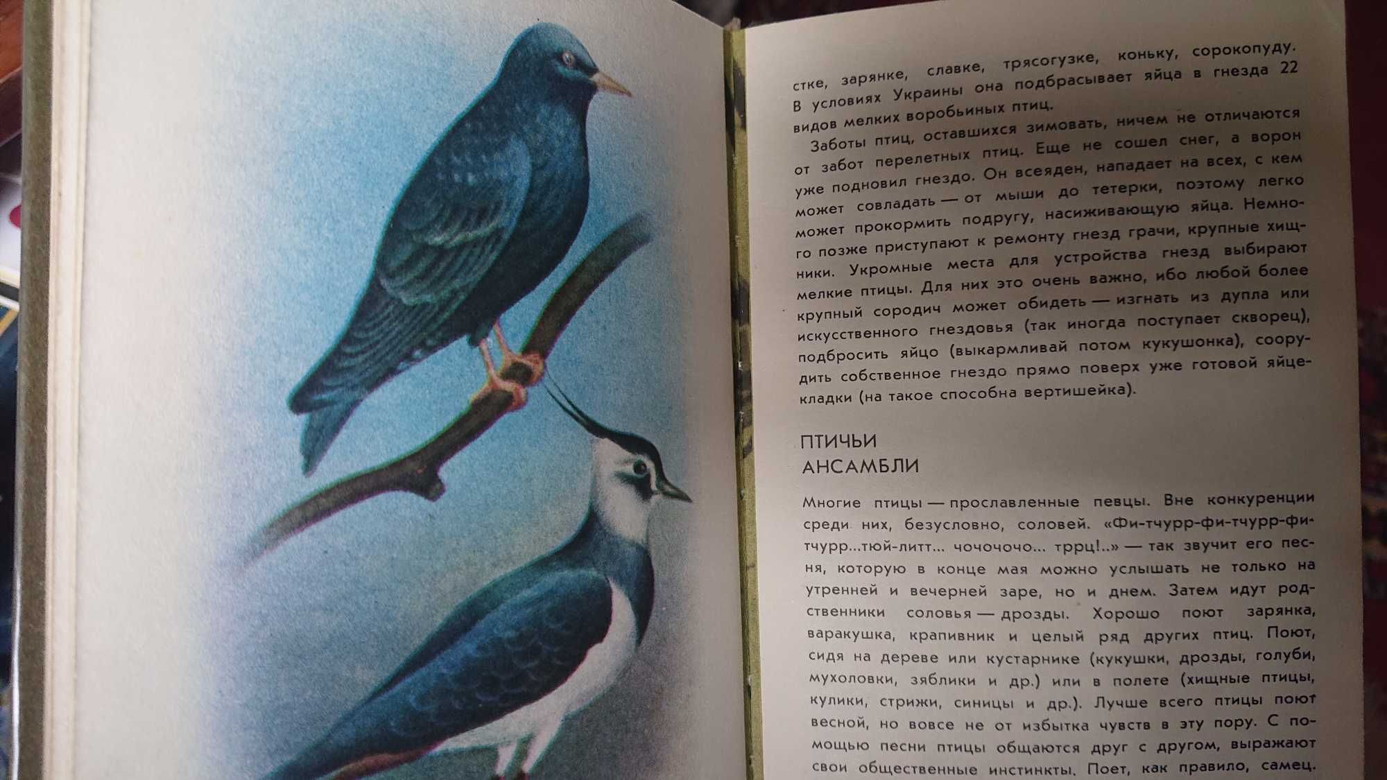 Внимание: птицы! В.Д. Бондаренко