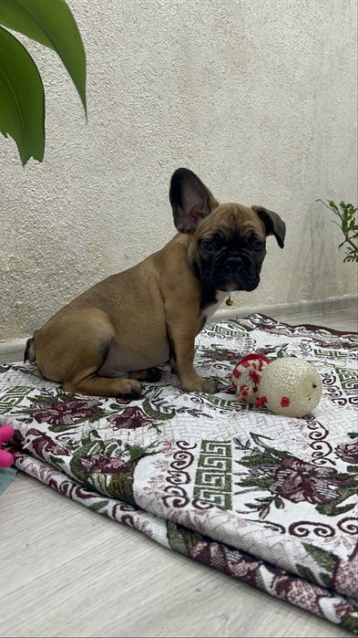 Французики карапузики