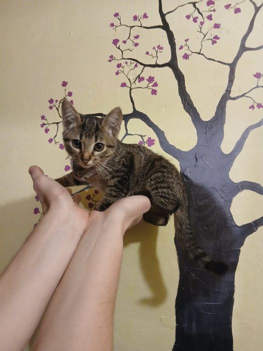 Подаруємо кошенятко