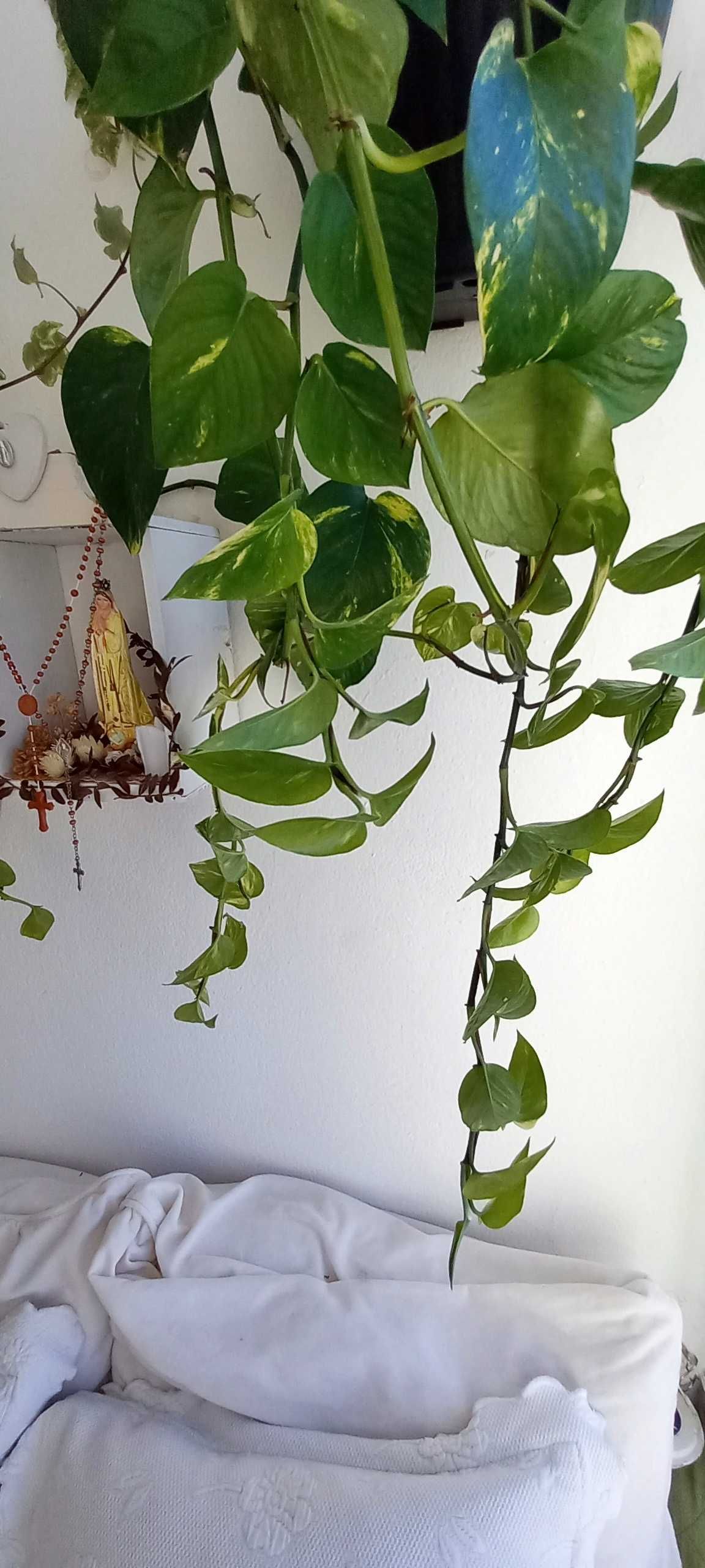 Planta Jiboia Verdadeira com Vaso