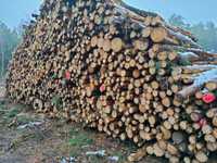 Usługi wycinki drewna skup drewna sosna brzoza dąb i lasu na pniu