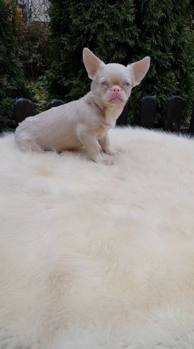 Французький бульдог пінк