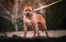 Pitbull. Amstaff. Clyde szuka domu. Adopcja. Pies do adopcji