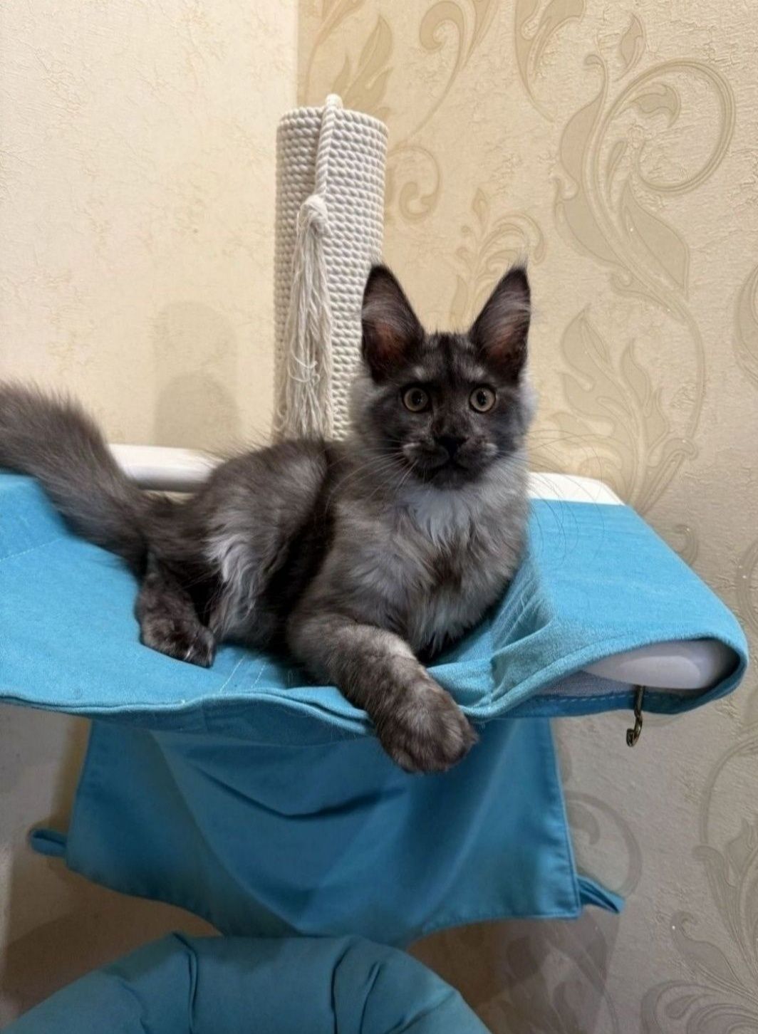 Дівчинка Мейн кун чорний дим