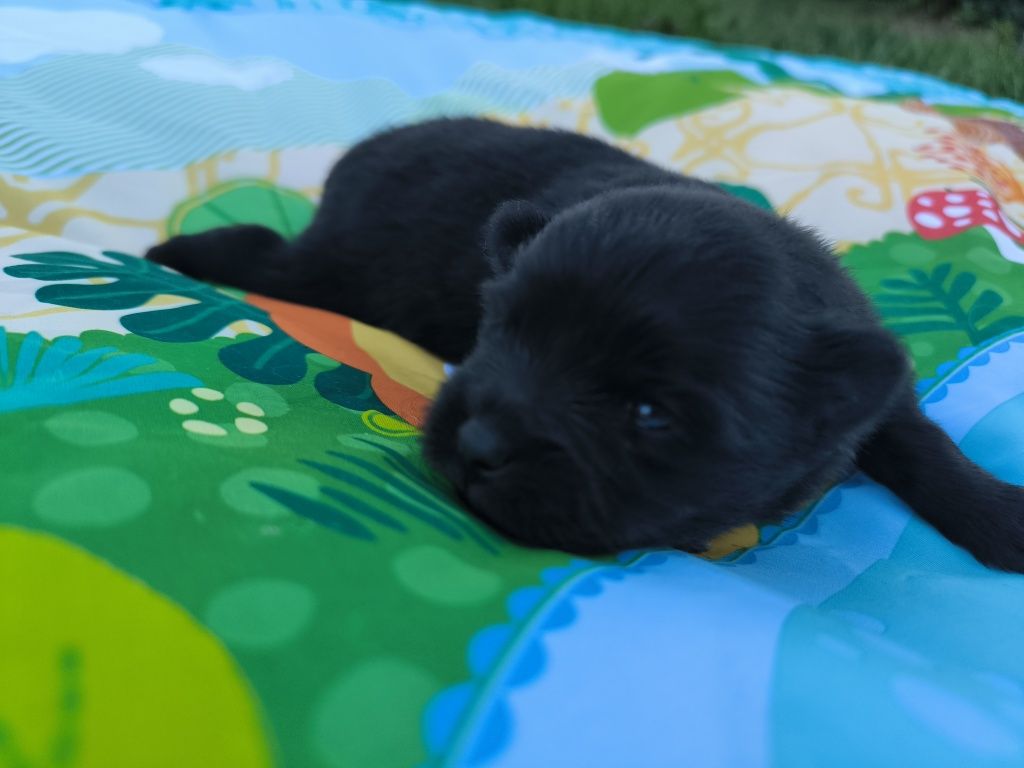Szpic Miniaturowy pomeranian suczka