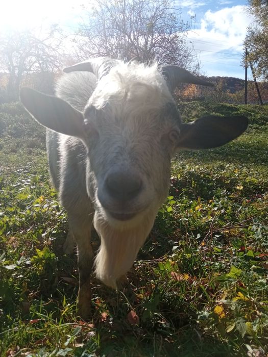 Цап для покриття кіз.