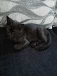 Da sé gato  de 6 meses