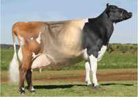 Pierwiastki krowy 24-05 krowy CZ simentaler i HF